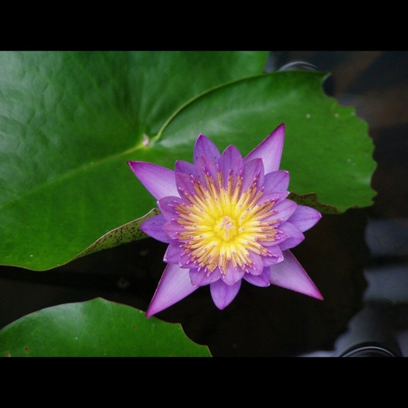 Meet your Posher, Jennifer - Picture 1 of 1